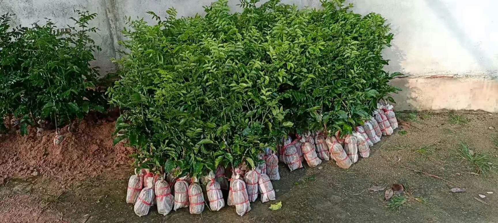 崇左黄皮果苗 紫肉黄皮苗
