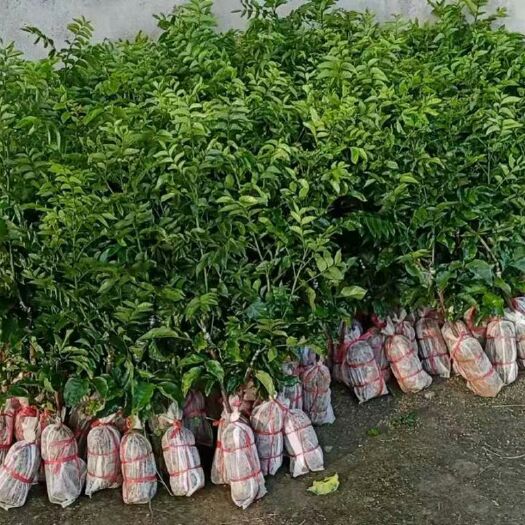崇左黄皮果苗 紫肉黄皮苗