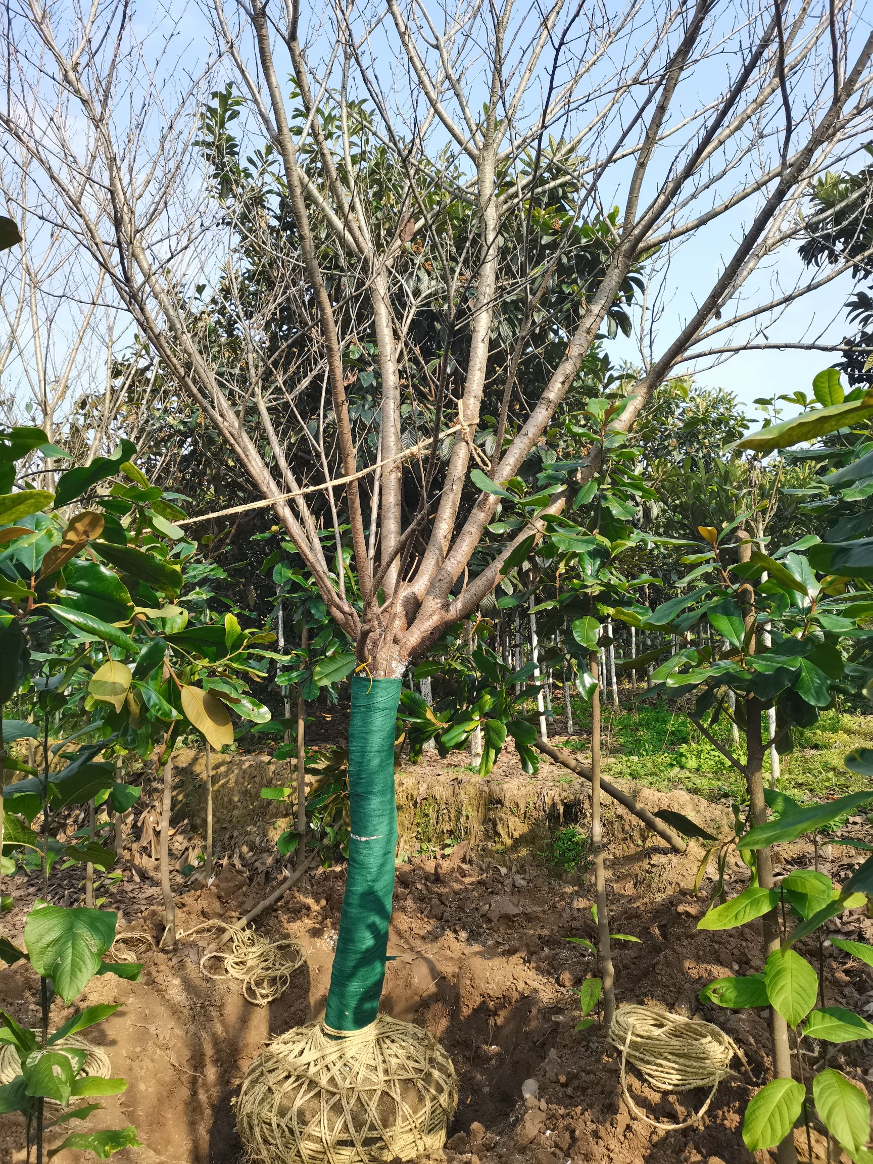 关山樱  18公分樱花