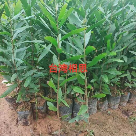 广州相思树苗 相思
