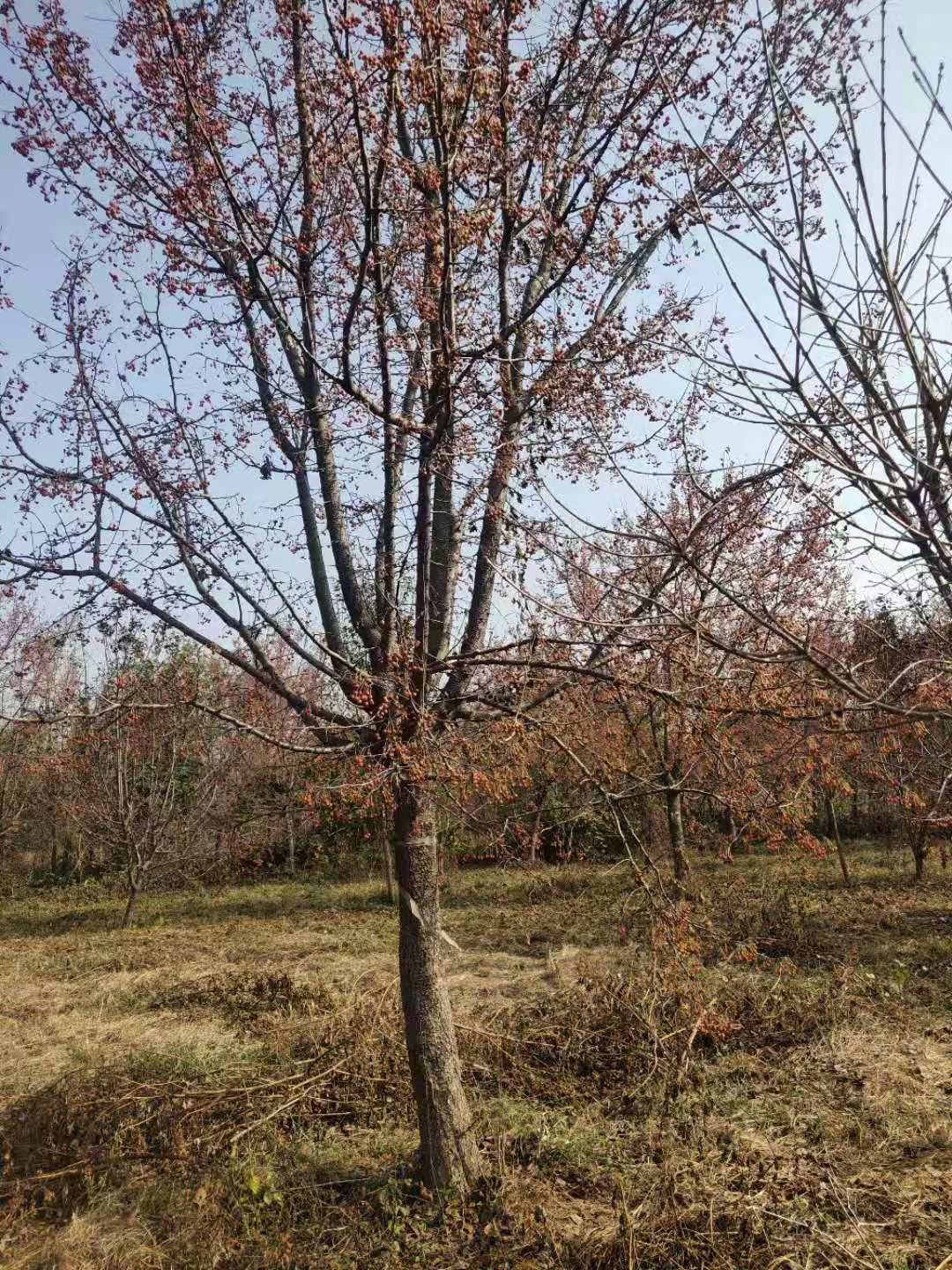 沂蒙垂丝海棠 大叶垂丝海棠 小叶垂丝海棠