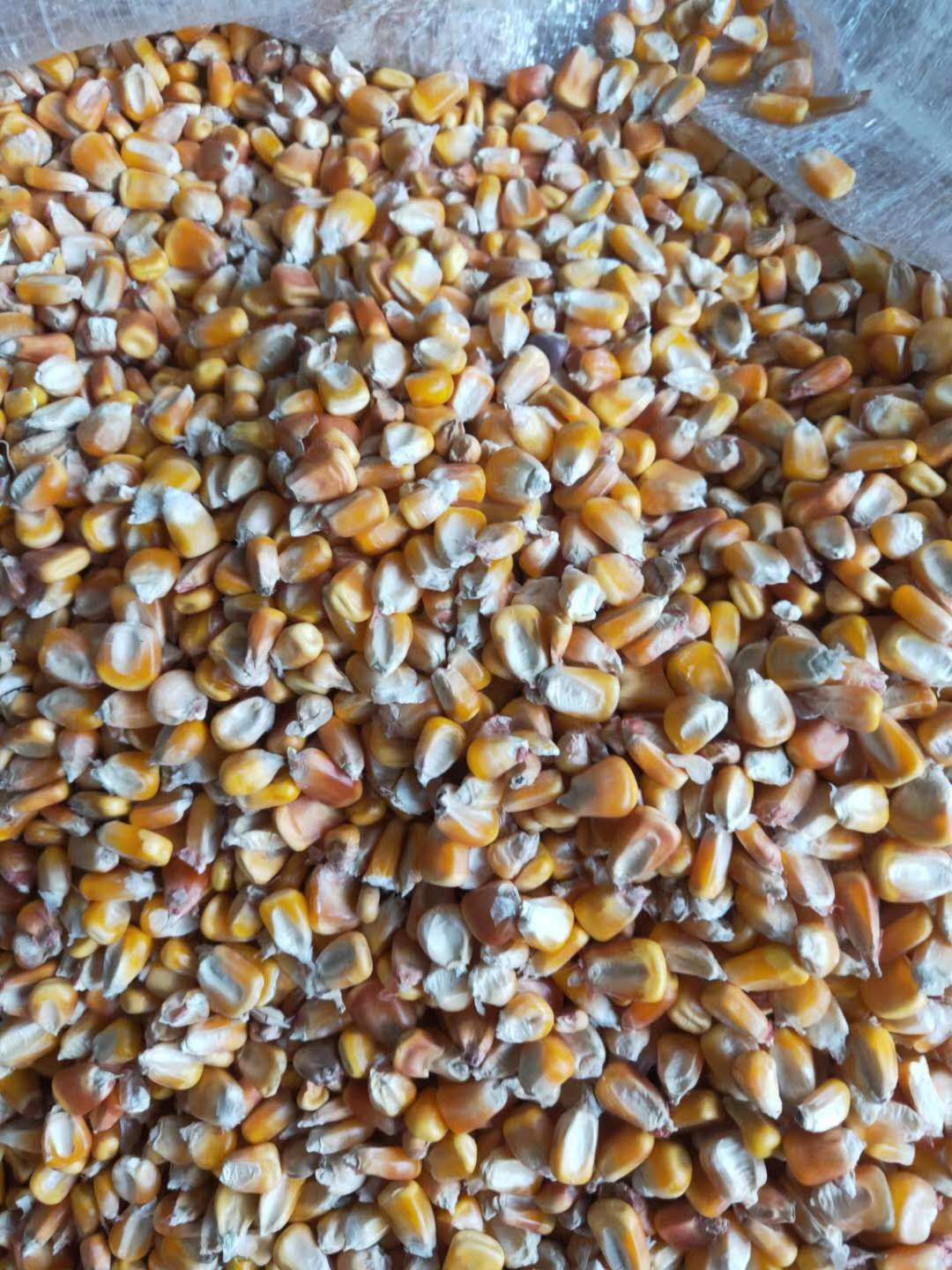 干玉米  玉米干粮