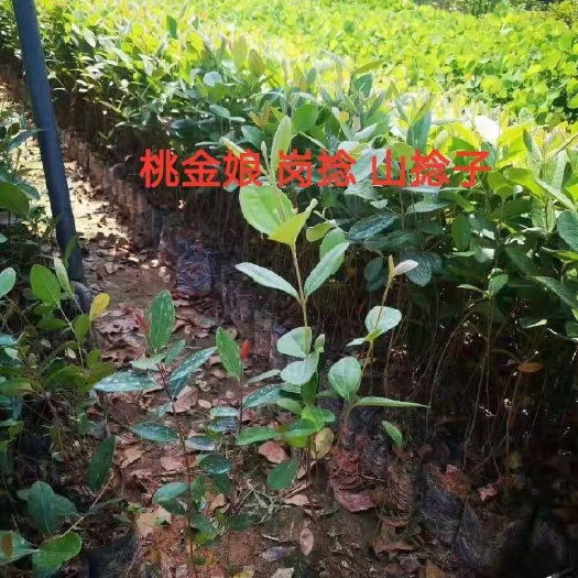 广州桃金娘苗 桃金娘 山捻子  岗捻