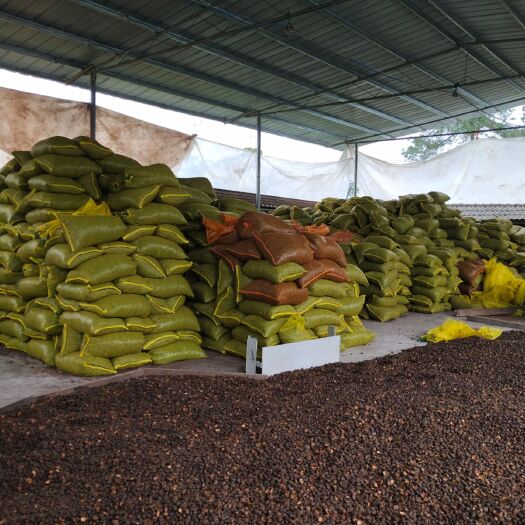 重庆市油茶籽 干茶籽，出油率25%以上