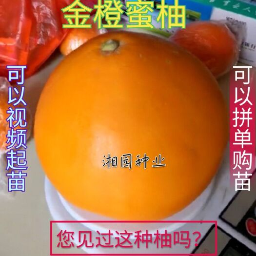 祁阳市金橙蜜柚苗  可以视频起苗，苗子粗壮健康，专业保湿快递，易成