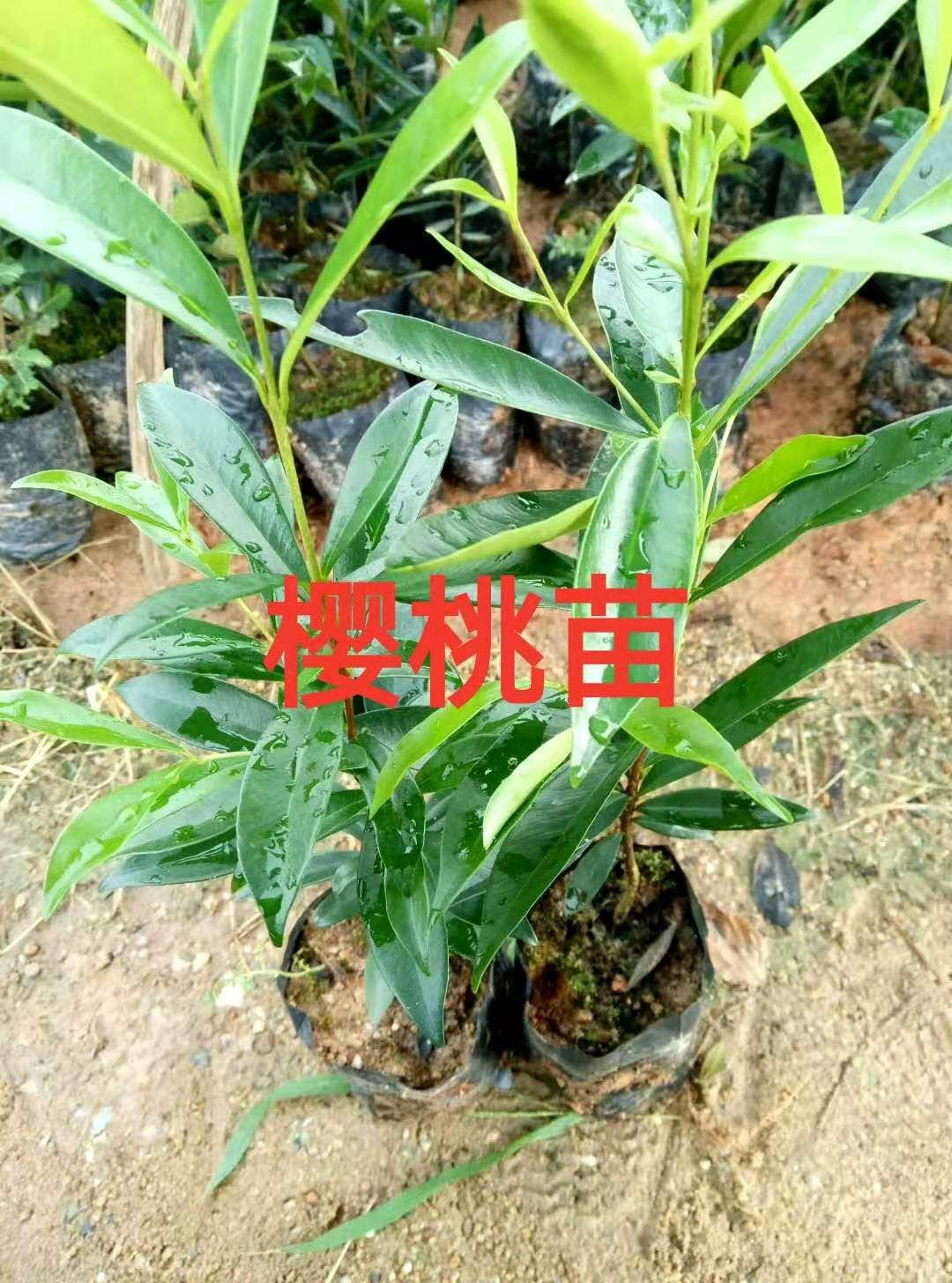 巴西樱桃苗 广东樱桃小苗