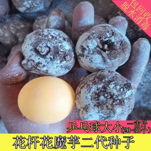 富源县花魔芋  云南优质高产花杆魔芋种  种籽   种球 包邮 赠种植技术