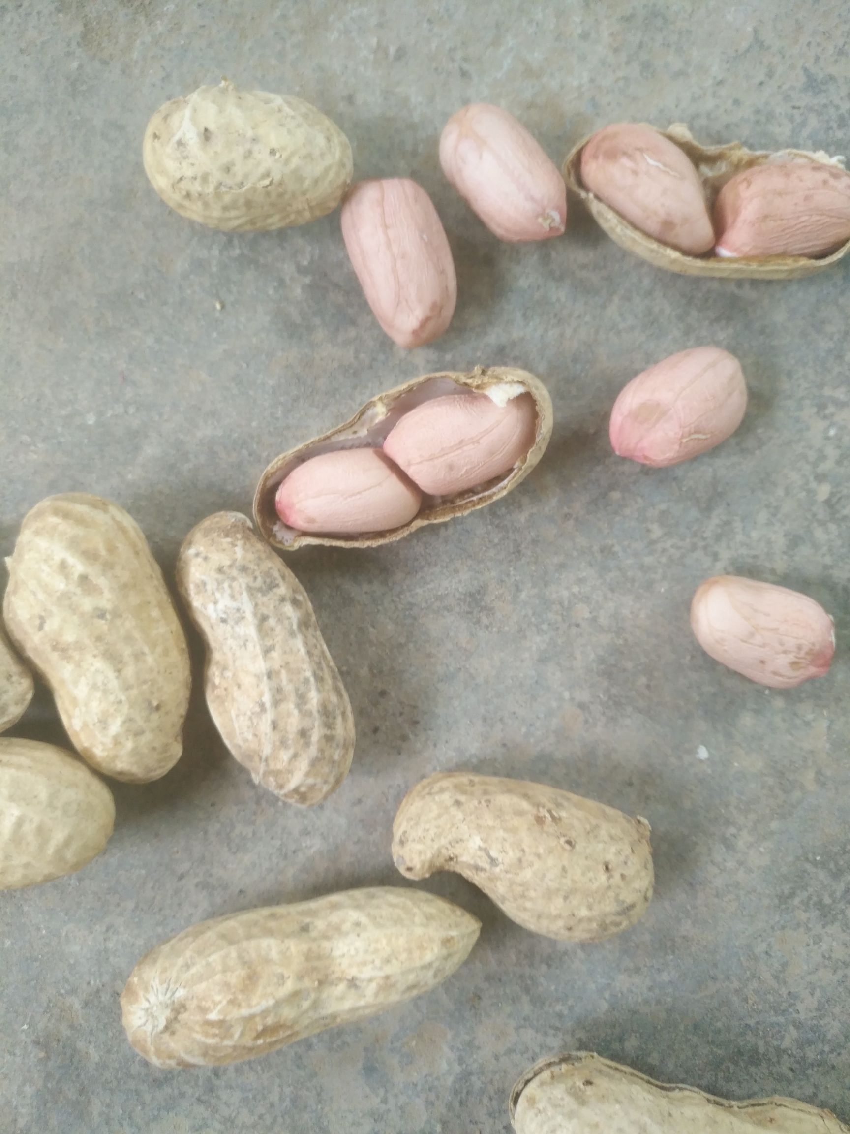 潍花8号花生种子 维花8种子果大量供应