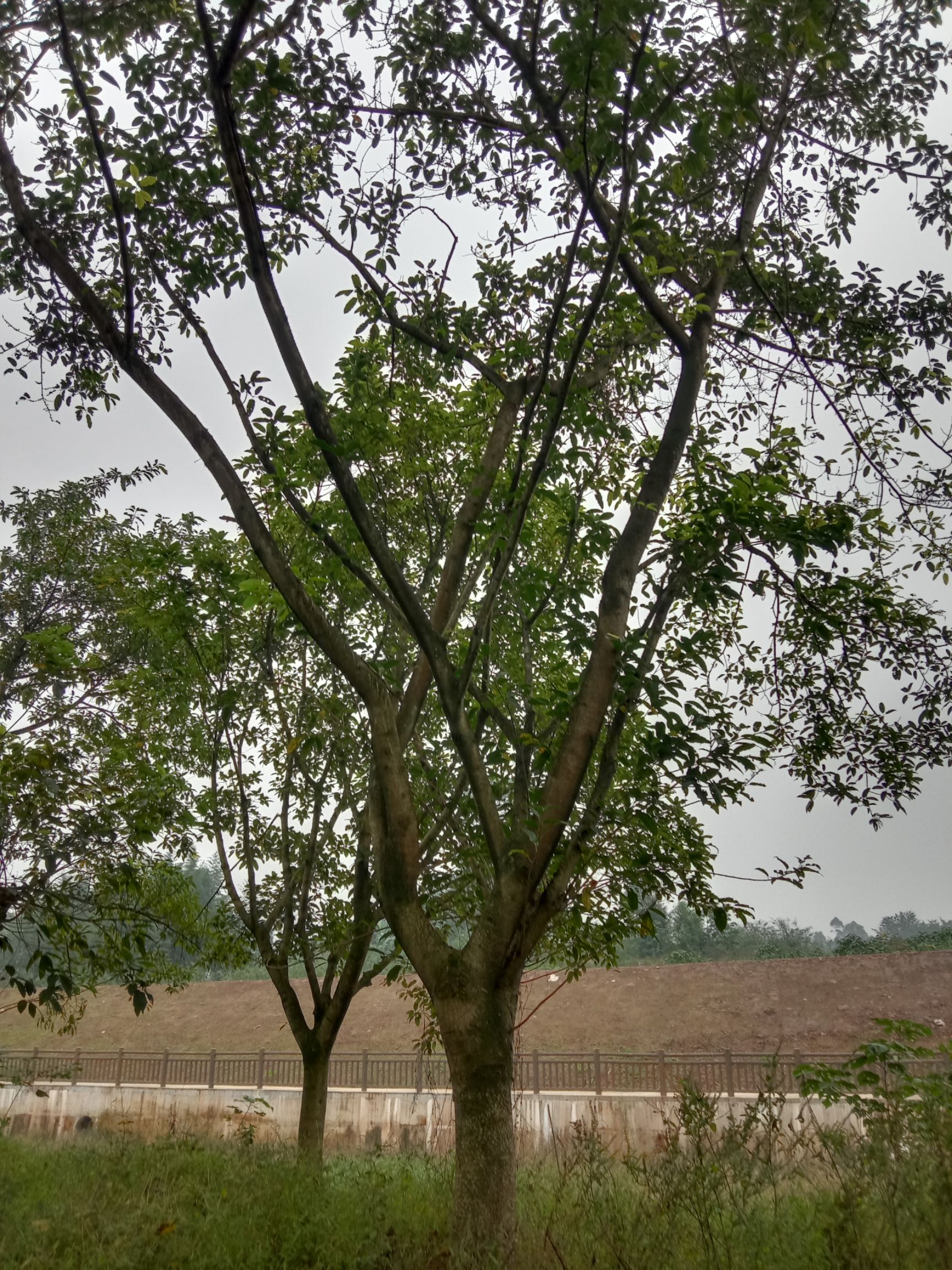 大叶榕 因地被征用，特便易处理一批大叶容黄桷树，18公分至30公分