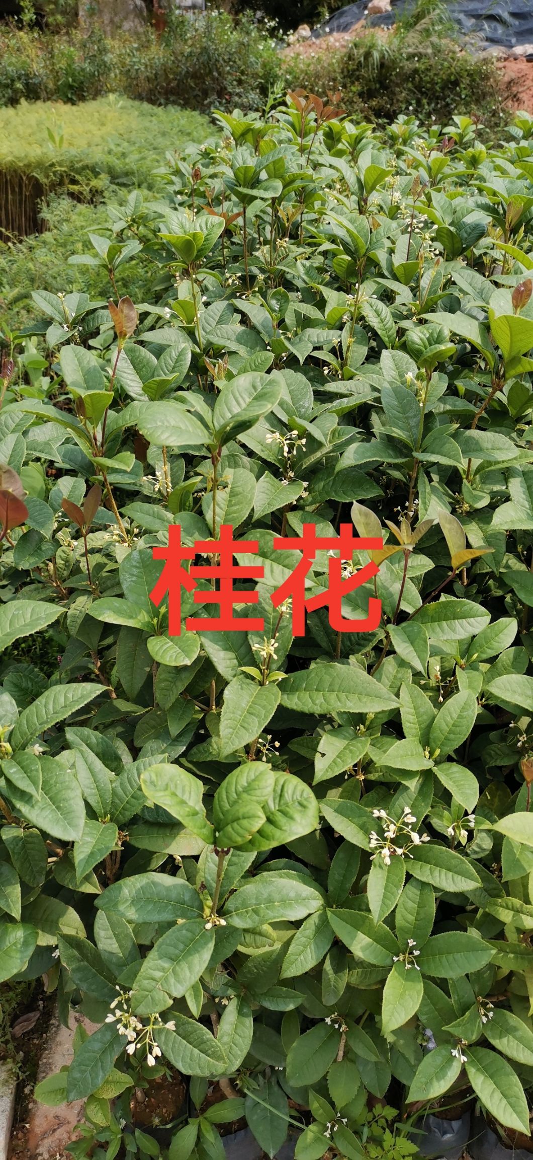 桂花小苗  ，四季桂花小苗广东，云南