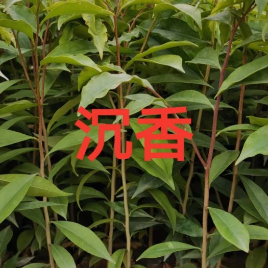  广西沉香苗
