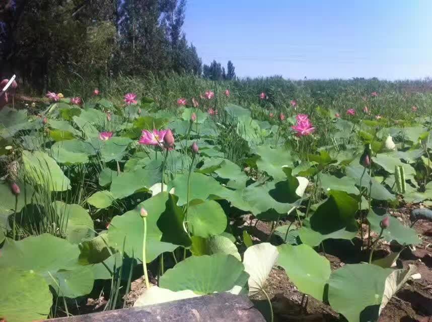 荷花 30~40cm