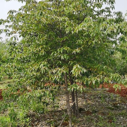 九江四照花果苗 四照花基地，香港四照花价格，四照花5～10公分销售