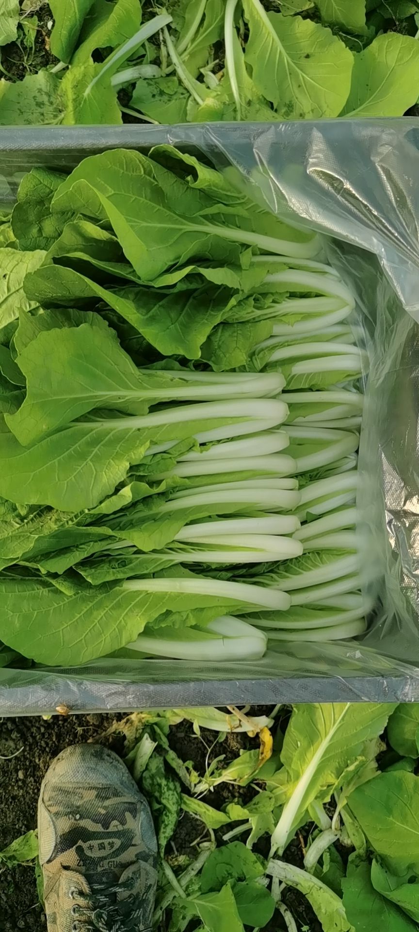 欣皇小白菜  精品小白菜