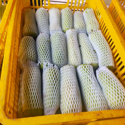 惠州白玉丝瓜 20cm以下