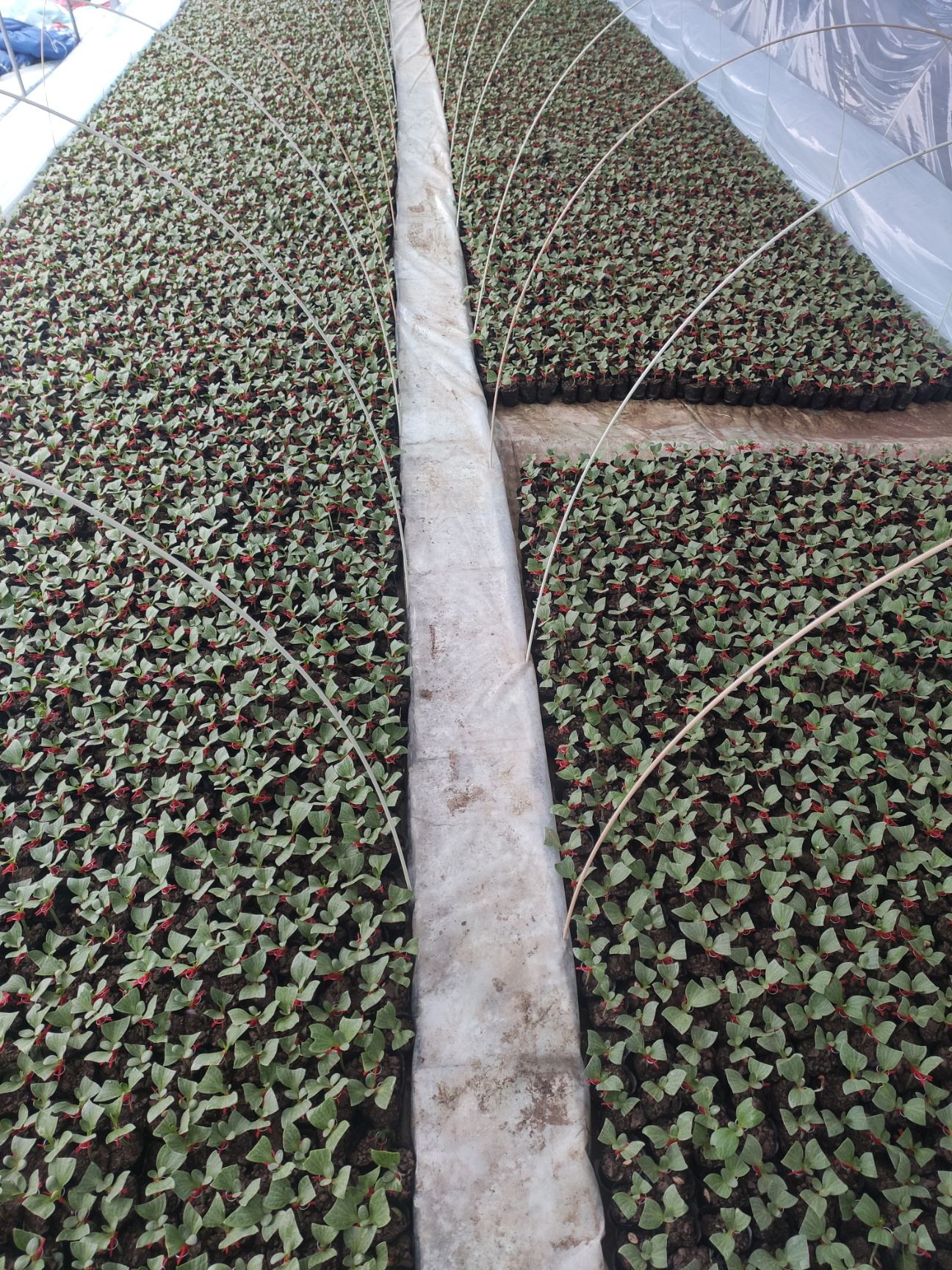 早佳8424西瓜苗  出售 预定 8424 美都 等西瓜苗 各种西瓜苗品质保证