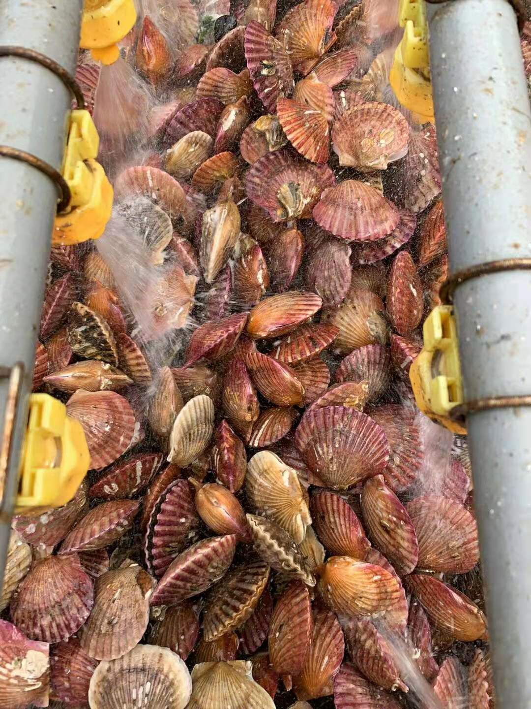 干净港湾贝  山东红贝扇贝冷链运输