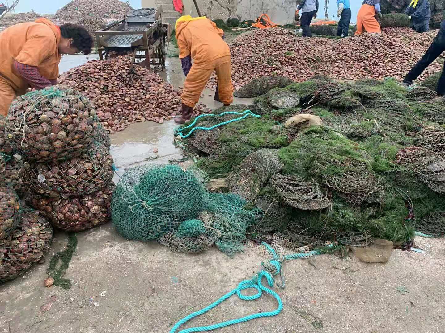 干净港湾贝  山东红贝扇贝冷链运输