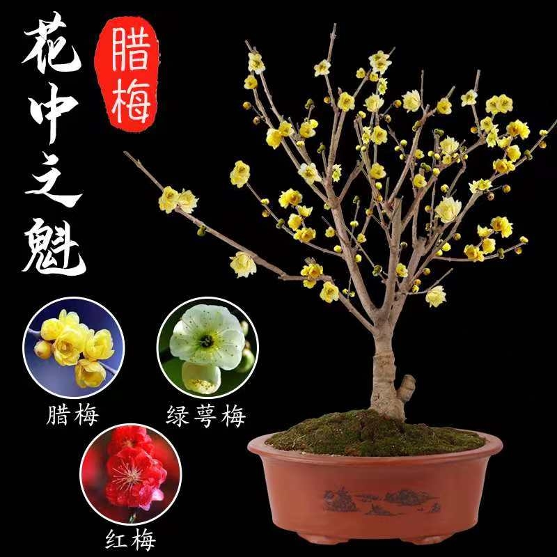 素心腊梅  浓香型腊梅花树苗室内盆栽红梅花苗盆景素心冬季花卉植物庭院耐寒