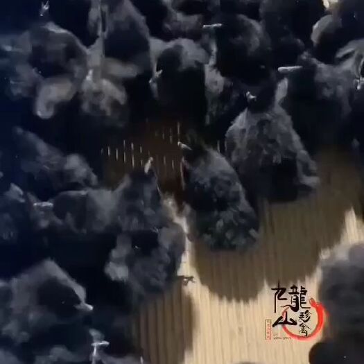 楚雄市绿壳鸡苗 为了回馈新老客户，凡是购买鸡苗的买200送100，机会难得