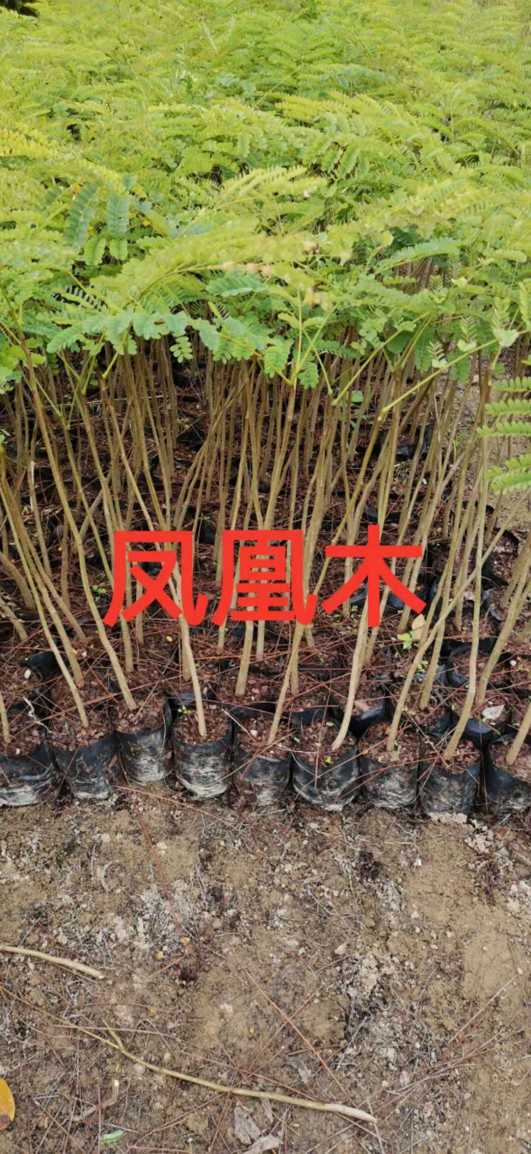 广东 凤凰木小苗