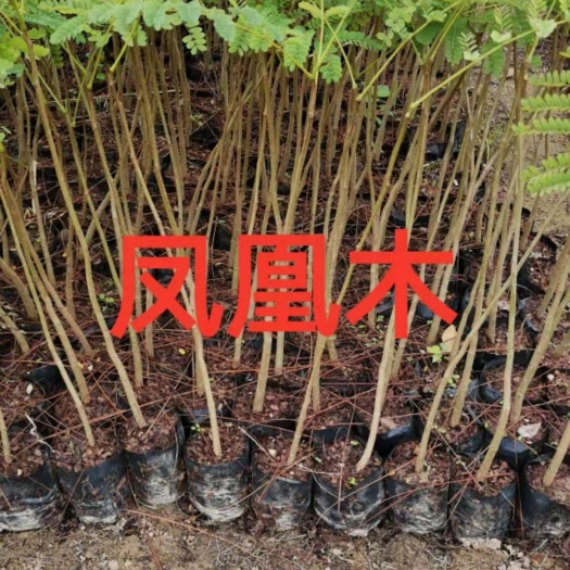  广东 凤凰木小苗