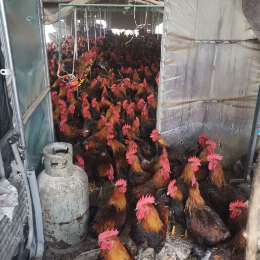 四平麻鸡 麻二