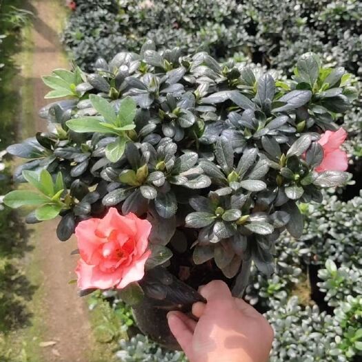 普宁市四季杜鹃  18杯樱桃红杜鹃花袋苗 枝繁叶茂 绮丽多姿 萌发力强 耐修剪