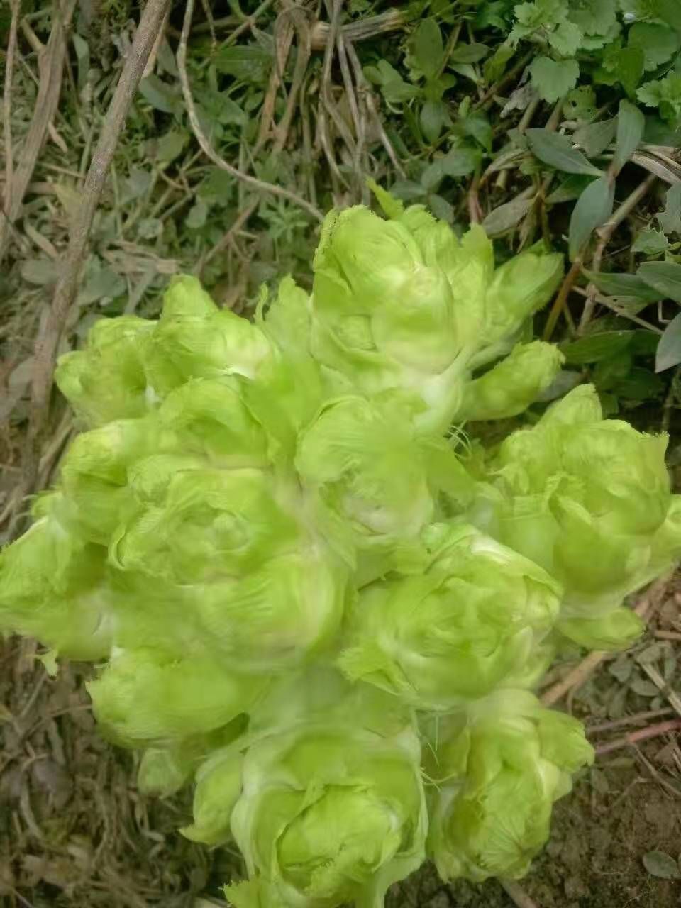精品儿菜