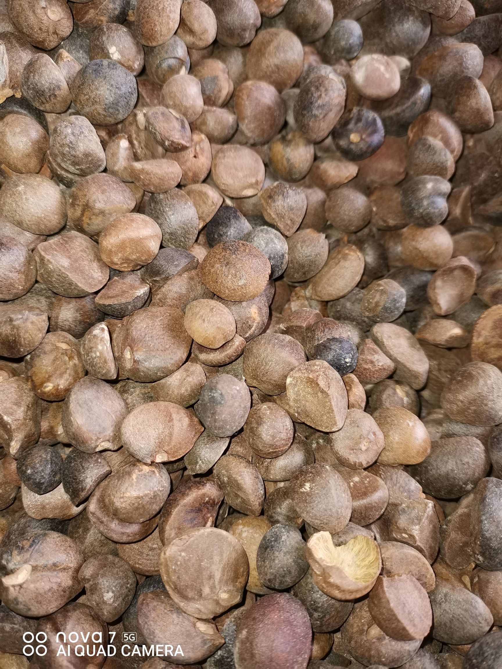  老古树茶籽，落地籽