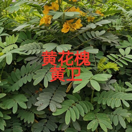 黄槐  黄花槐树苗 黄卫苗