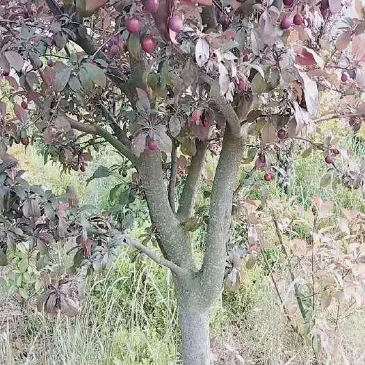 红安县 红叶李 红叶石楠   红花继木，红枫，紫薇樱花