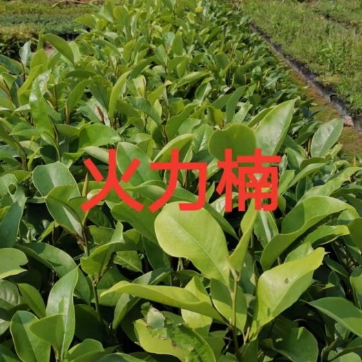 火力楠木苗 造林苗 火力楠苗