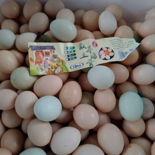 广州初生蛋 食用 散装