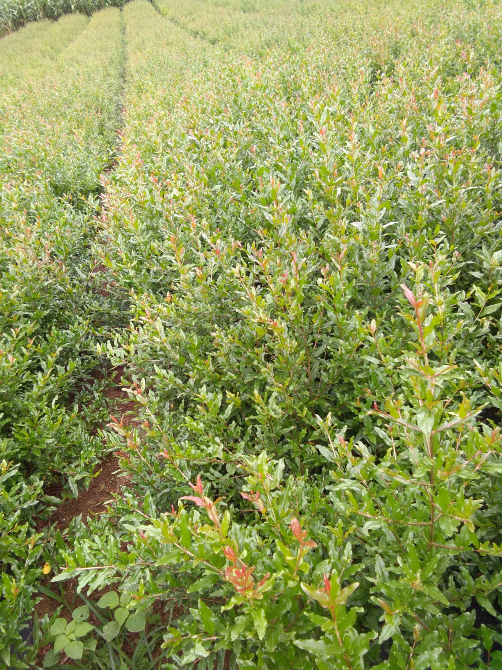 石榴树苗 石榴苗，成活率高，基地现货直供