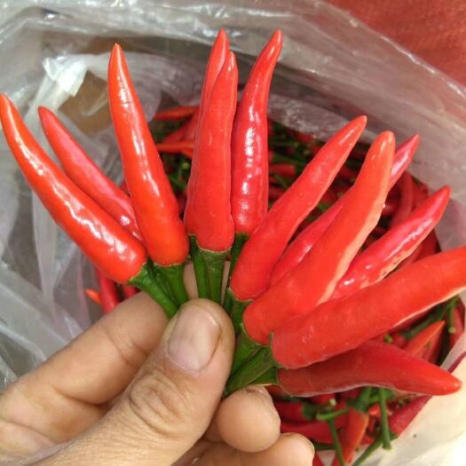 红河县椒中玉朝天椒小米辣（新苗）