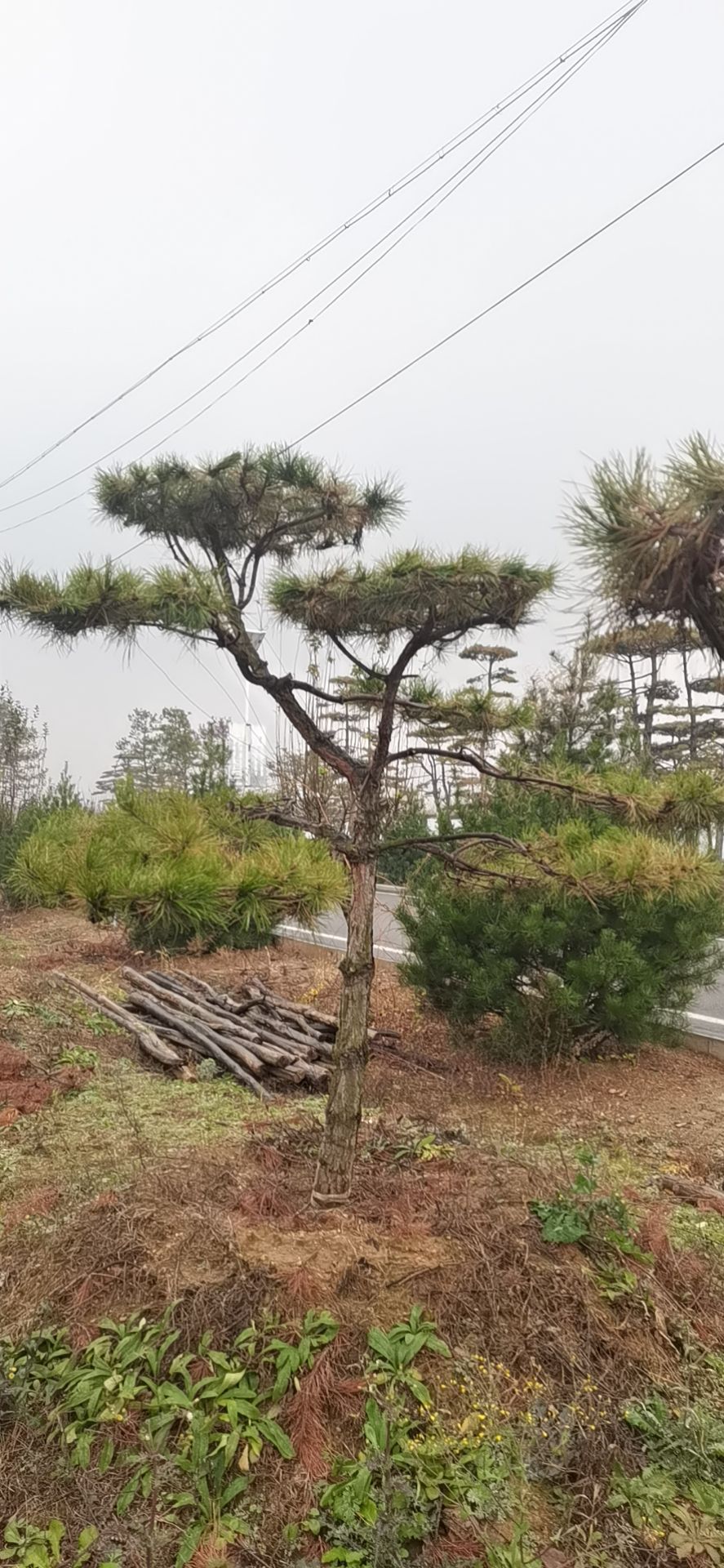 大田油松 造型油松，精品树形，价钱便宜，需要联系，基地大量供