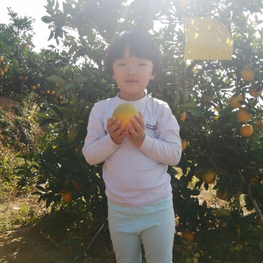 龙岩 赣南的脐橙橙子诚招电商一件代发甜橙手剥橙10斤装期待多合作