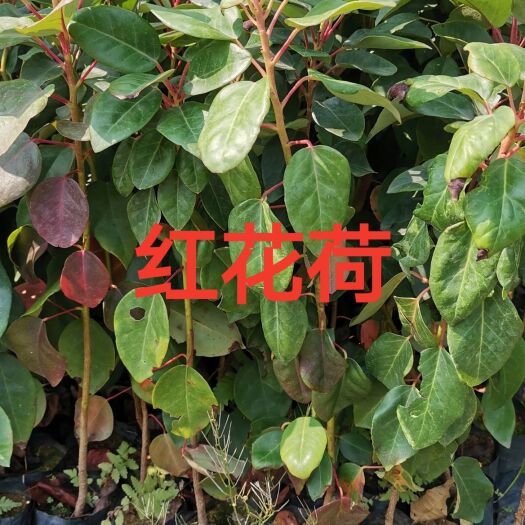广州红花荷苗 红花荷