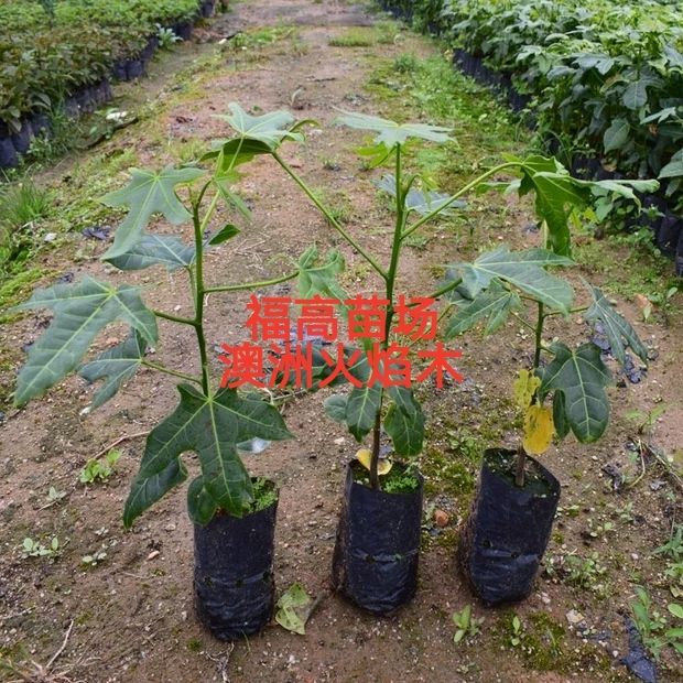 广东绿化园林 澳洲火焰木苗广东，云南，福建