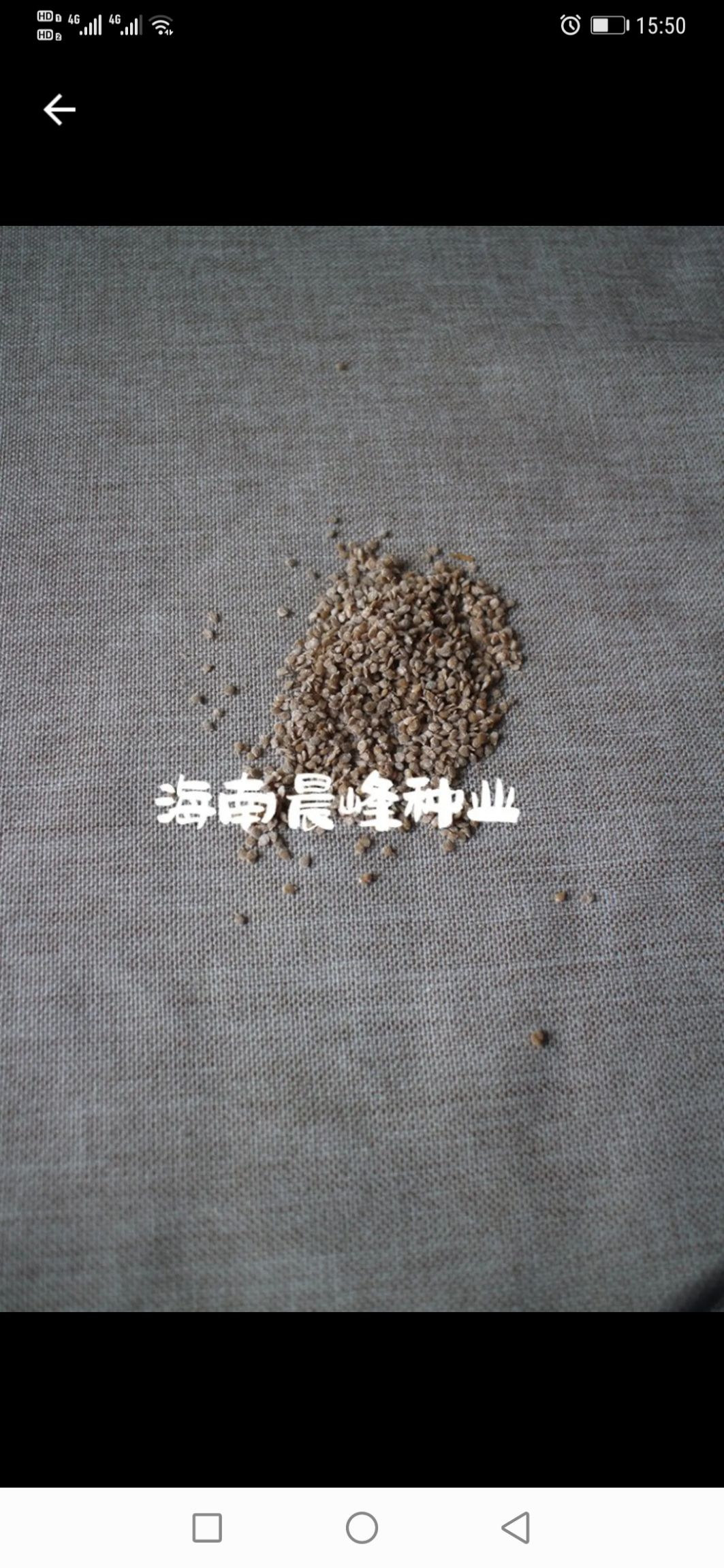 翡翠绿樱桃番茄种子，口感好，硬度好，耐裂果，抗病更强
