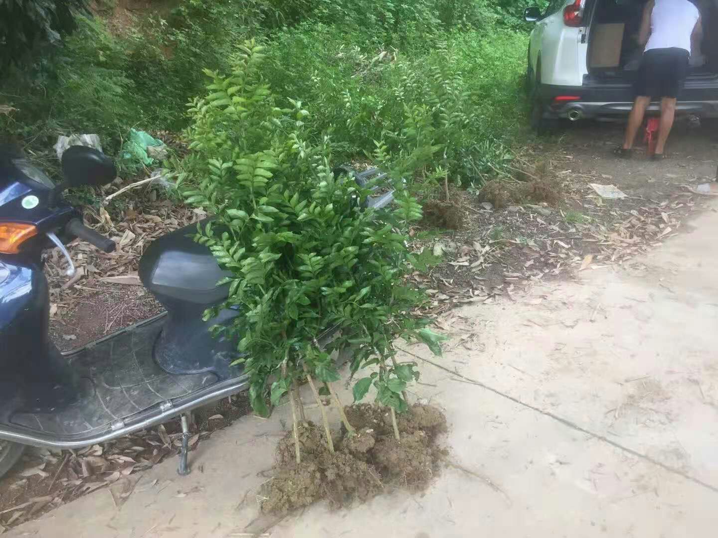 黄皮果苗 紫肉黄皮苗