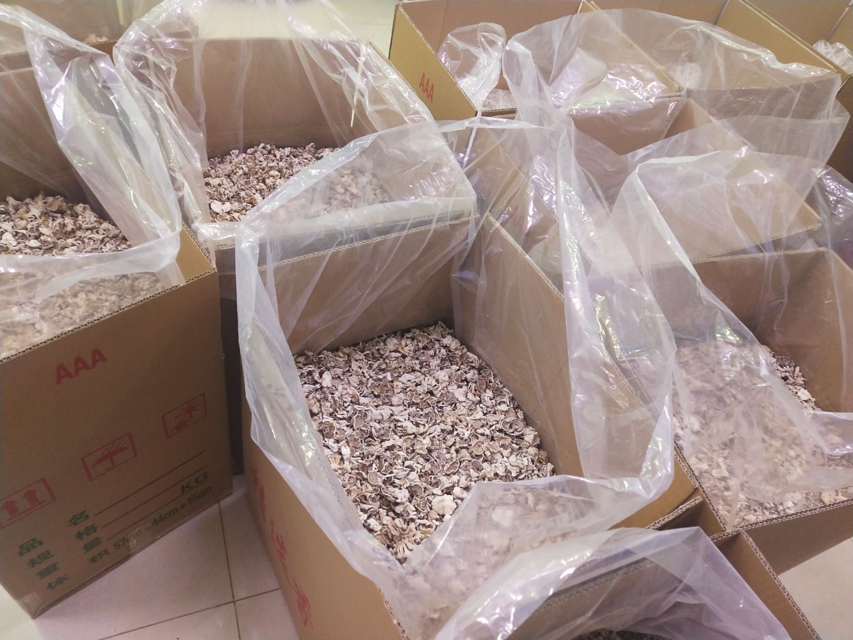 白参菇 鸡毛菌 鸡冠菌 白参菌厂家  玫瑰片单片精品包邮