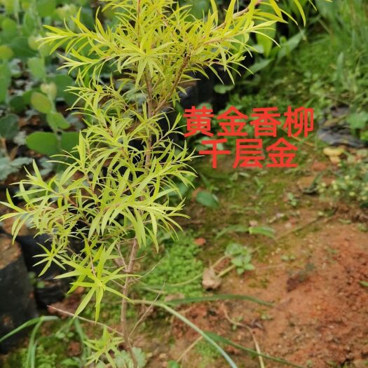 黄金宝树  黄金香柳苗 千层金苗广东，云南，福建