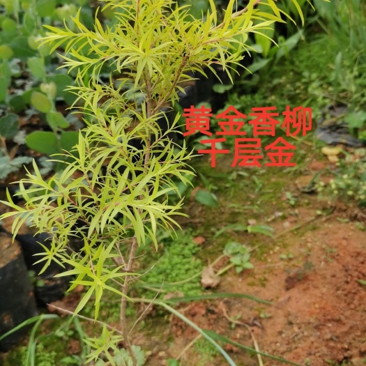 广州黄金宝树  黄金香柳苗 千层金苗广东，云南，福建