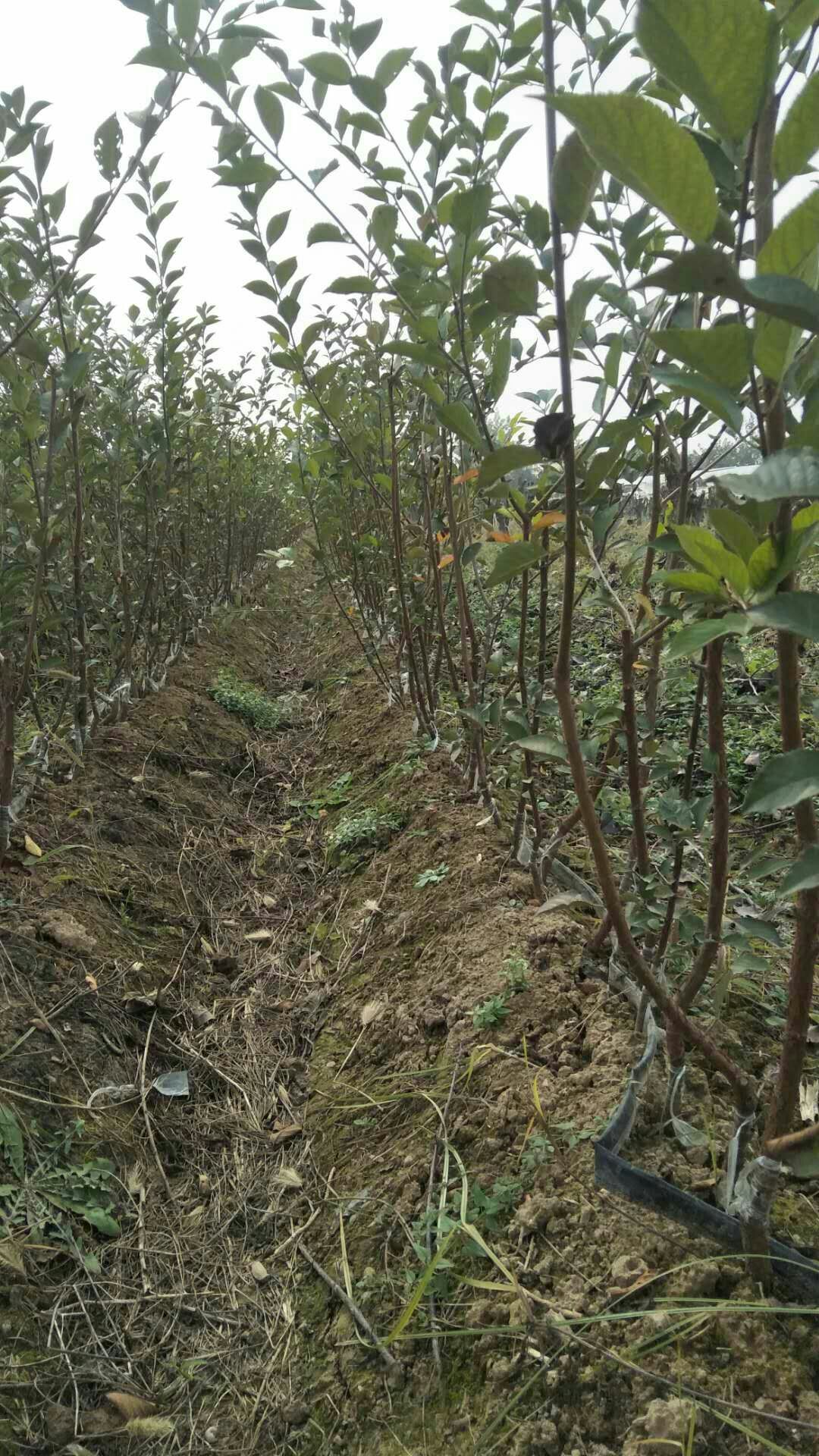 吉塞拉樱桃苗 吉塞拉六号樱桃苗，二年生苗美早，萨米托，俄八，芽苗奇早鲁樱3