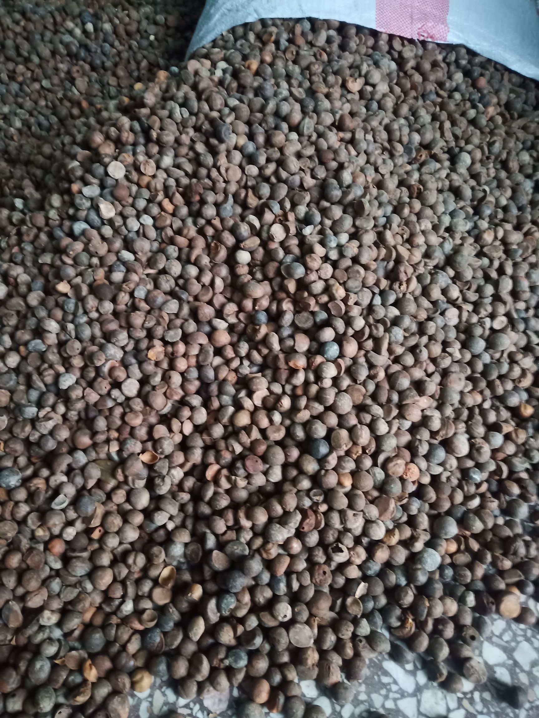  本地农家老树落地小茶籽