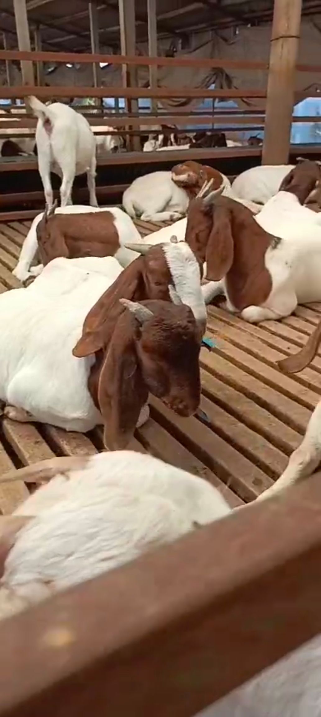 长耳朵波尔山羊出售，全国包邮