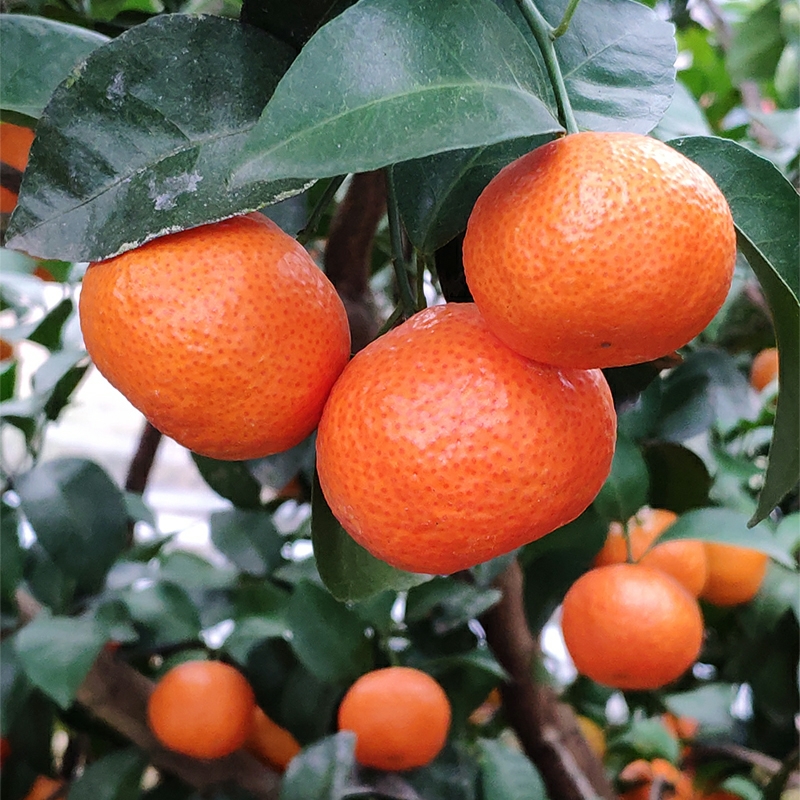 沙糖桔桂林砂糖橘广西香甜可口皮薄肉厚饱满味浓砂糖橘