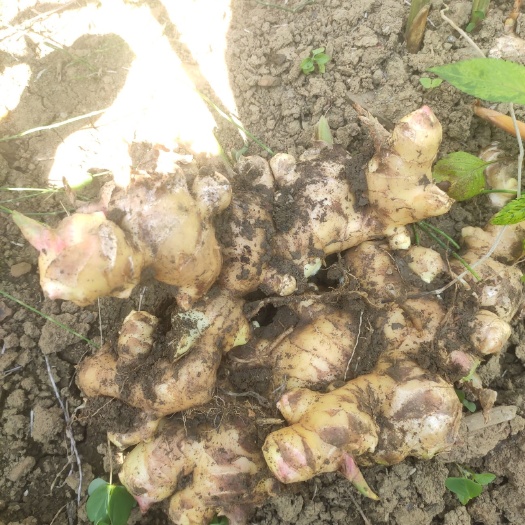 那坡县小黄姜  无任何病，适合做种姜。散户种植需要预定